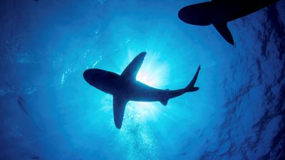 What is the deadliest shark attack ever recorded?