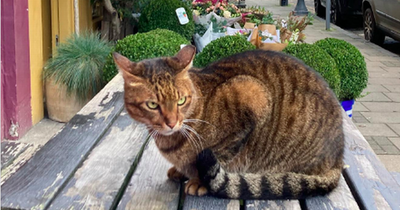 Death of Edinburgh cat who captured hearts of residents prompts call for law change