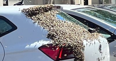 Swarm of bees cover back of car in Cardiff