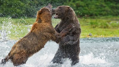 Massive grizzly bears battle for dominance at Alaskan National Park