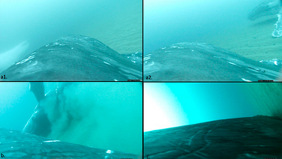 Humpback whales caught on film for 1st time treating themselves to a full body scrub on the seafloor