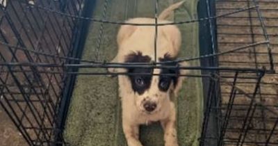 Heartbreaking note left alongside abandoned spaniel dumped in a cage by owner