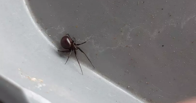 Fear strikes Irish town after venomous spider spotted in local home