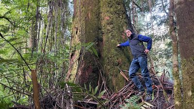 Tasmanian Herbarium keeps Eucalyptus regnans from Styx Valley, state's tallest grove of flowering plants