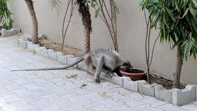 Gujarat reeling under heatwave