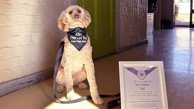 Alby the therapy dog brings joy to students and staff at Cobar Public School