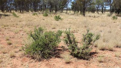 Cyanide poisoning causes cattle deaths at NT's Old Man Plains research station