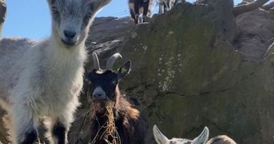 'Phenomenal' 37 kid goats born on Howth Head as council seeks name suggestions