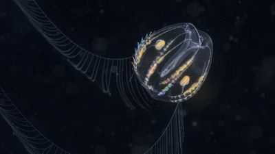 The marine organism with a surprising wiring of neurons