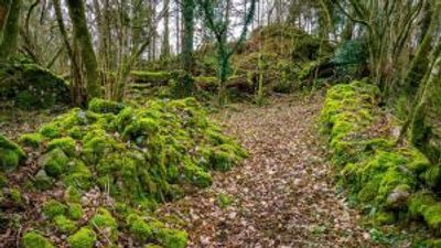 Project launched to triple area of UK’s temperate rainforest