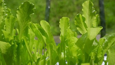 How to grow lettuce indoors – expert tips for year-round homegrown leaves on a windowsill
