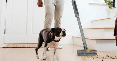 QVC sells 'game-changing' Shark Wandvac cordless vacuum for an unmissable £101 as shoppers snap it up