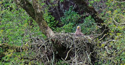 Killarney National Park: White tailed eagle chicks expected to be 'soaring in the skies this summer'