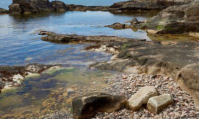 Artificial rockpools in south of England successfully attract sea creatures