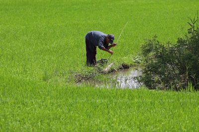 Farmers urged to reduce rice crops