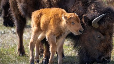 Adorable baby bison stampede over bridge at Yellowstone National Park