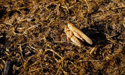 Locust outbreak in Afghanistan’s ‘breadbasket’ threatens wheat harvest