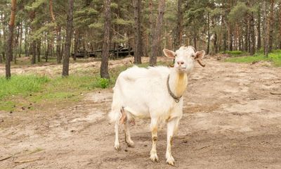 US police running to voice crying for help surprised by sad goat