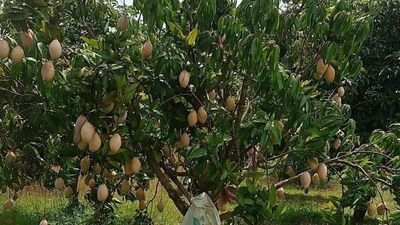 Farmers deplore meagre support price for mango in Chittoor