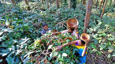 Gems of Araku showcases the region’s finest artisanal coffee grown by tribal farmers
