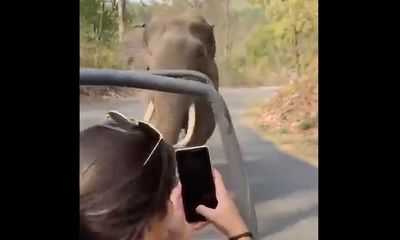 Elephant charges safari vehicle – was it all the shrieking?