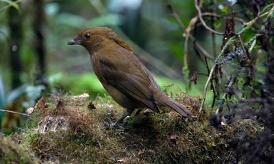 Classic first date stuff: what men could learn from bowerbirds and their courting efforts