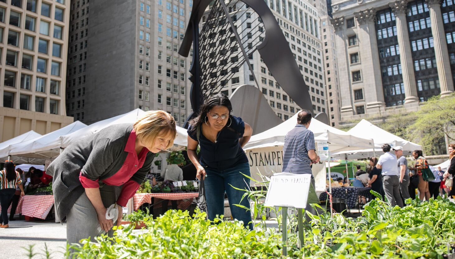 Daley Plaza’s farmers market opens today