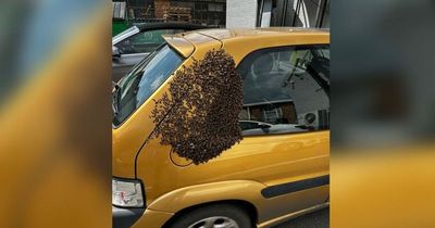Swarm of bees set up home on yellow car parked at factory