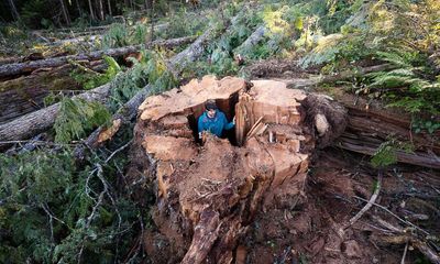 Canada: images of felled ancient tree a ‘gut-punch’, old-growth experts say