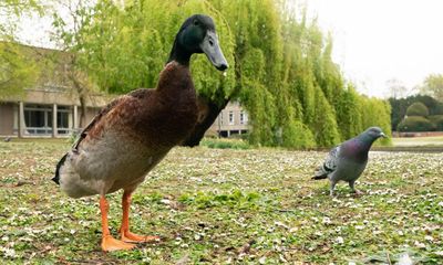 University of York’s favourite mallard is a dead duck, fear staff