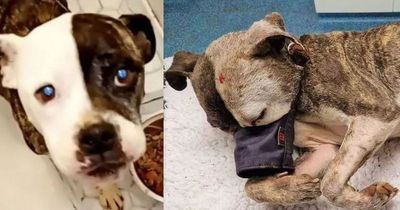 Derry dog Luna's cruelty case adjourned to June