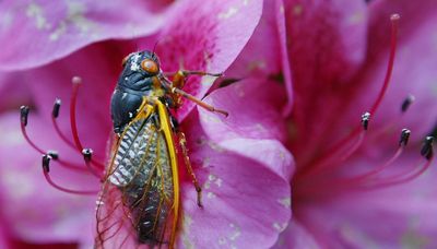 Some 17-year cicadas might show up a year early in Chicago