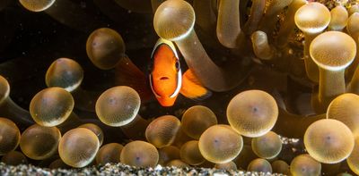 Tiny aquatic athletes: how baby Nemo can ‘just keeping swimming’ from the open ocean to the reef