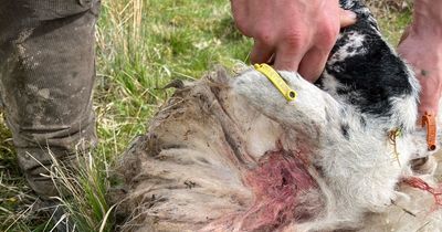 Four sheep shot dead and four others killed 'by dog'