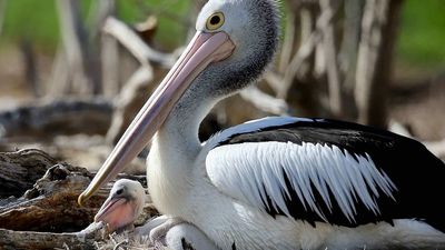 Pelican banding project expands across inland NSW, as waterbird thrives following wet years