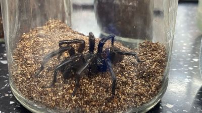 Funnel-web spiders unusally active in Sydney boost Australian Reptile Park anti-venom stock