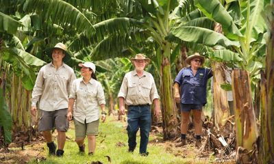Banana appeal: Australia’s first genetically modified fruit sent for approval