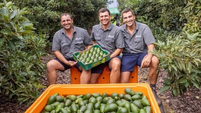 Tablelands buoyed by agriculture as northern Australia's biggest rural population reaches 50,000