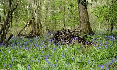 Country diary: Enjoy the riot of bluebells while you can