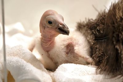 California condors confront bird flu in flight from extinction