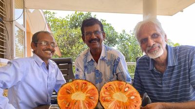 Karnataka farmers pin hopes on Malaysian red jackfruit variety Dang Surya