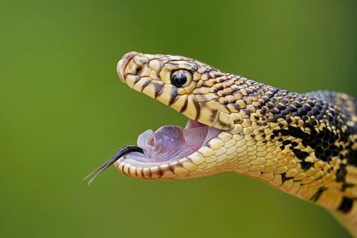 Memphis 'snake factory' transplants slither into their new home in Louisiana