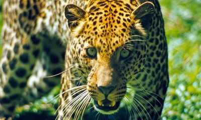 TV tonight: a grisly report on the rise of leopard attacks on humans