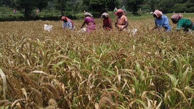 Explained | How are nutrients in millets affected by processing and polishing?