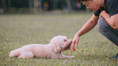 Want your nervous dog to feel relaxed around strangers? Try this trainer’s clever tip