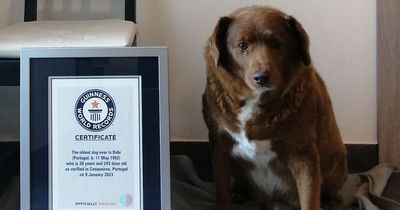 World's oldest dog Bobi celebrates milestone birthday in style with 100 party guests