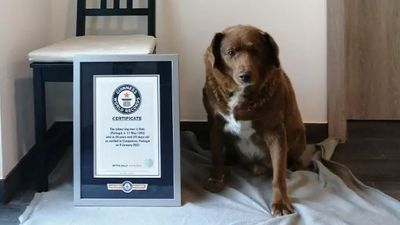 World's oldest dog Bobi the Rafeiro celebrates his 31st birthday with massive party plans