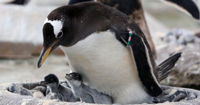 Edinburgh Zoo gentoo penguins foster newborn chicks in adorable photos