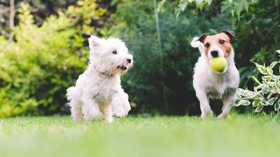 How to grow grass with dogs – 7 ways to protect your lawn from pet damage