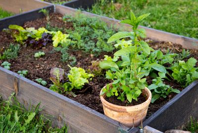 How to stop mint from spreading – 5 ways to plant this herb without it killing off the rest of your garden